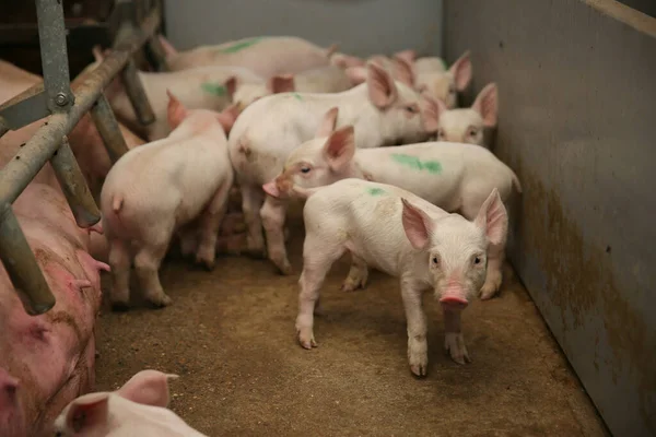 Cerdito Granja Grupo Mamíferos Esperando Alimento Cerdos Establo Animales Populares —  Fotos de Stock