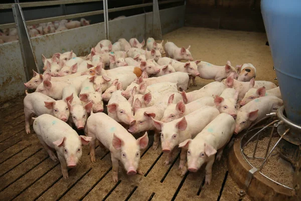 Cerdito Granja Grupo Mamíferos Esperando Alimento Cerdos Establo Animales Populares —  Fotos de Stock