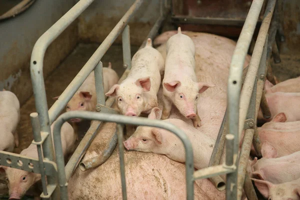 Pequeno Leitão Quinta Grupo Mamíferos Espera Alimentação Porcos Estábulo Animais — Fotografia de Stock