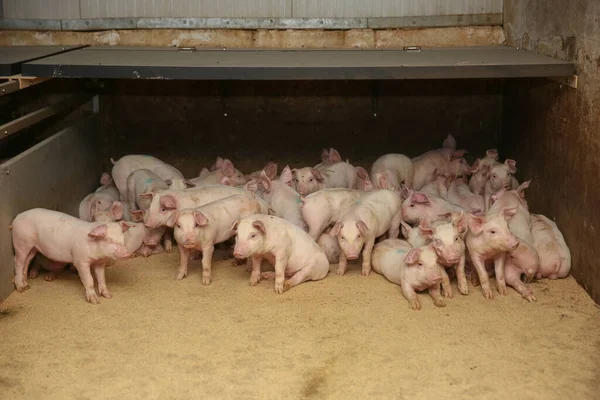 마리가 농장에 있어요 먹이를 기다리고 포유류 집단입니다 돼지가 고기를 장사를 — 스톡 사진