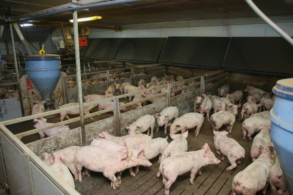 마리가 농장에 있어요 먹이를 기다리고 포유류 집단입니다 돼지가 고기를 장사를 — 스톡 사진