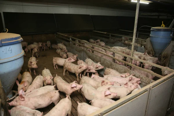 Cerdito Granja Grupo Mamíferos Esperando Alimento Cerdos Establo Animales Populares —  Fotos de Stock