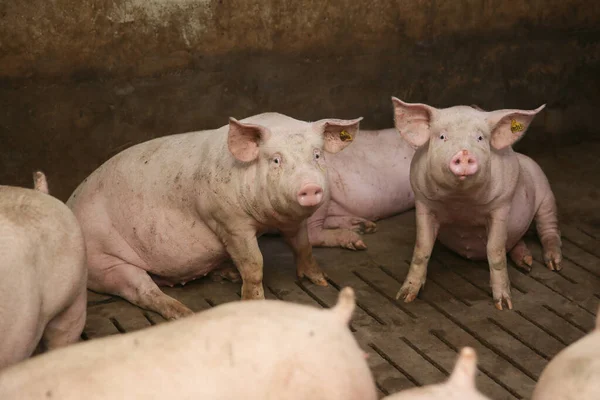 Mladý Domácí Plemeno Selata Moderní Zvířecí Farma — Stock fotografie