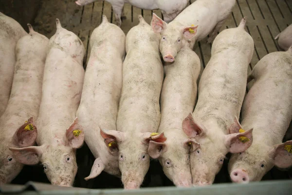 动物棚里有很多猪在吃 肉类行业理念 — 图库照片