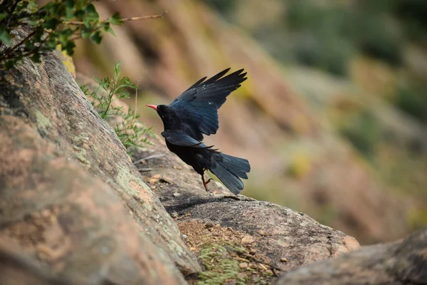 Young Raven Learns Fly Black Bird Red Beak — Stockfoto