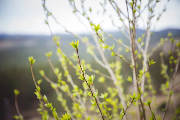 Spring branch on a cloudy rainy day, green background of nature