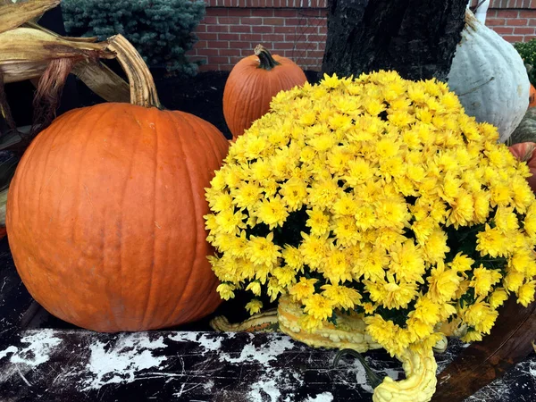 fall decorations with big pumpkins and yellow mums flowers