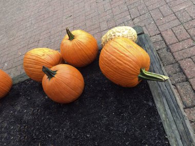Büyük balkabakları ve sarı mumya çiçekleri olan sonbahar süslemeleri.