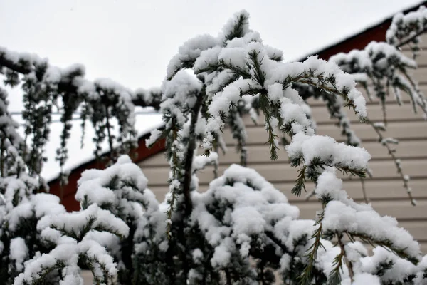 Зимою Випадає Сніг Нью Джерсі — стокове фото