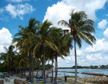 Florida plajındaki palmiye ağaçları