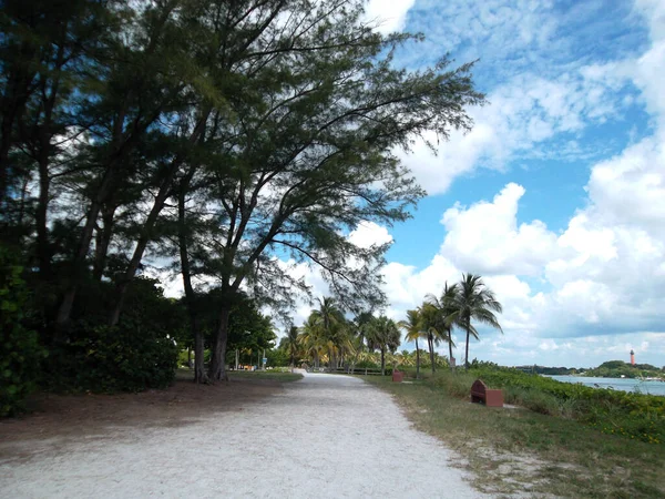 Palmeras Florida Playa Estados Unidos — Foto de Stock
