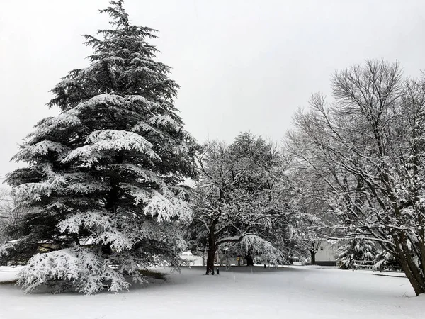 Park Schneebedeckt Bei Kaltem Winterwetter — Stockfoto