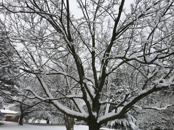 Park Sneeuw Bedekt Met Winter Koud Weer — Stockfoto