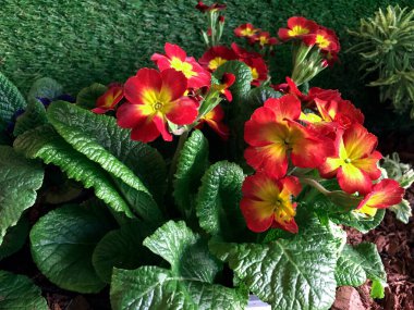 Dekorasyon için renkli çiçekler