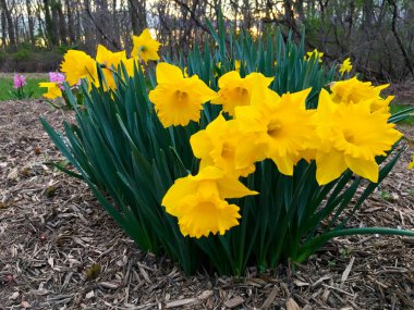 Paskalya sarısı ve beyaz lale New Jersey bahçesinde çiçek açıyor.