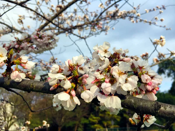 Japonês Branco Flores Rosa Primavera Fazendo Jardim Bonito — Fotografia de Stock