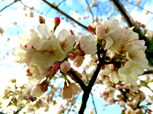 春の日本の白 ピンクの花庭を美しくする — ストック写真