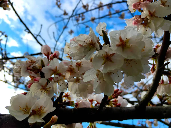 Japonês Branco Flores Rosa Primavera Fazendo Jardim Bonito — Fotografia de Stock