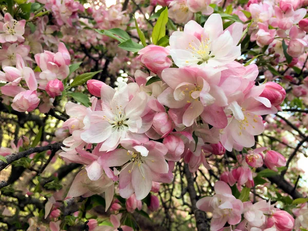 Wiosenne Drzewo Kwitnące Pełnym Rozkwicie — Zdjęcie stockowe