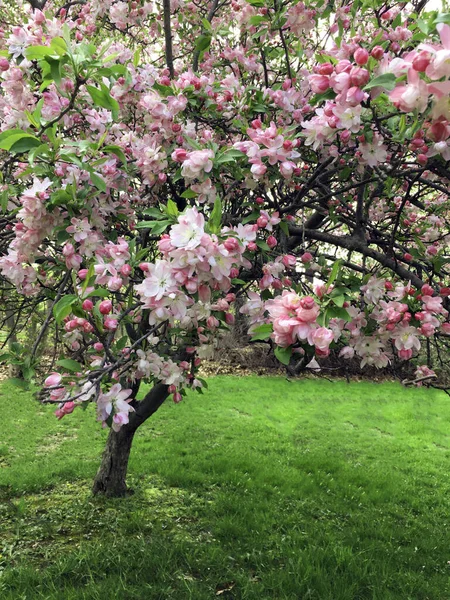 Цветущая Весенняя Сакура — стоковое фото