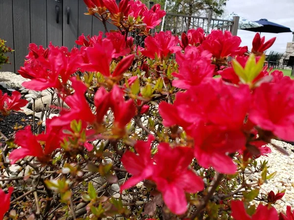 Весенние Красные Цветы Кустах Украшения — стоковое фото