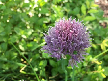 Yazın bahçede yetişen mor çiçekler.