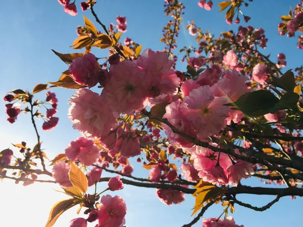 Beautiful Blooming Flowers Tree Close — Stock Photo, Image