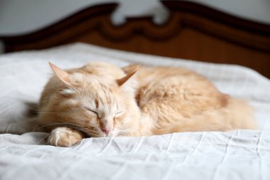 Yatakta yatan kızıl kedi..