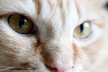 Göz kedisinin makro resmi.