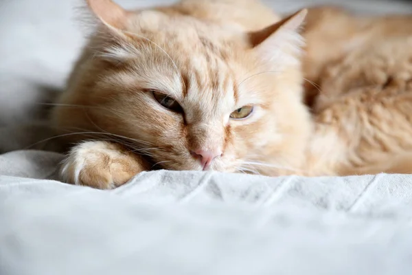 Ginger Cat Lying Bed — Stock Photo, Image