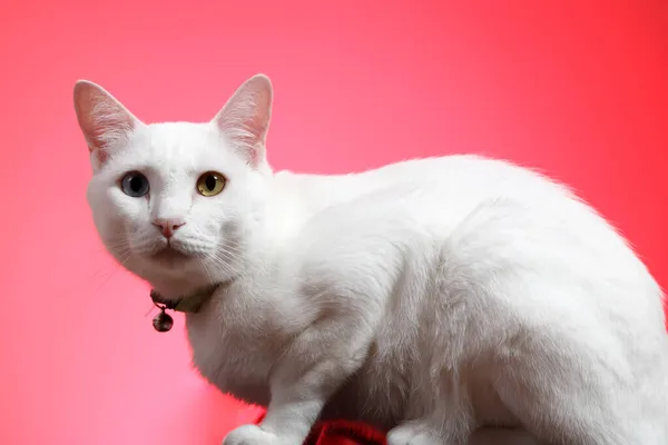 Молодий Білий Кіт Рожевому Тлі — стокове фото