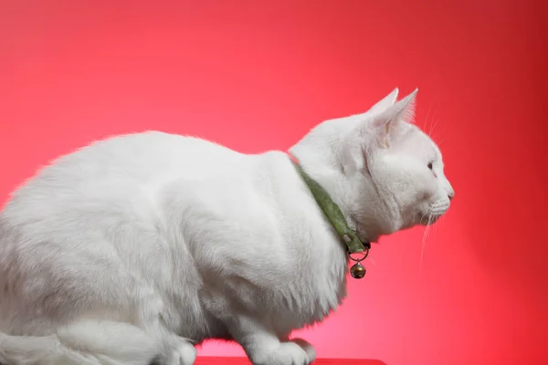 Молодий Білий Кіт Рожевому Тлі — стокове фото