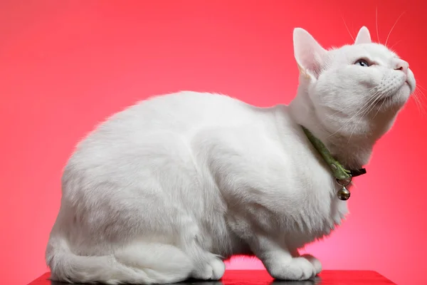 Jonge Witte Kat Roze Achtergrond — Stockfoto
