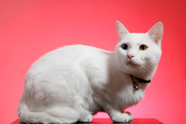 Jonge Witte Kat Roze Achtergrond — Stockfoto