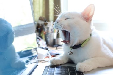 Dizüstü bilgisayarda yatan beyaz kedi..
