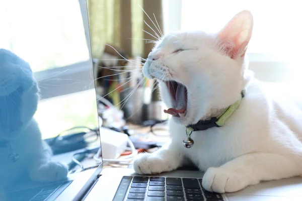 Dizüstü bilgisayarda yatan beyaz kedi..