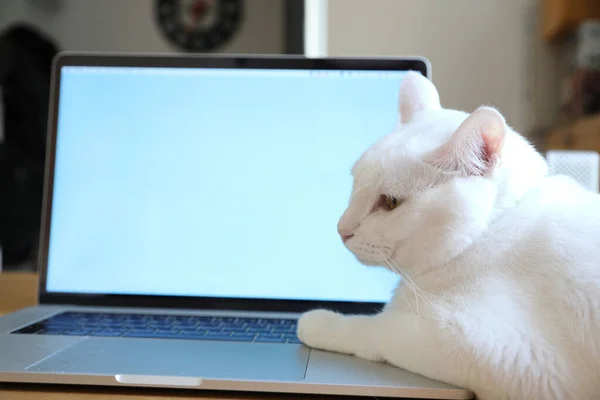 The white cat lying on the laptop.