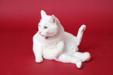 Kırmızı arka planda yatan sevimli beyaz kedi..