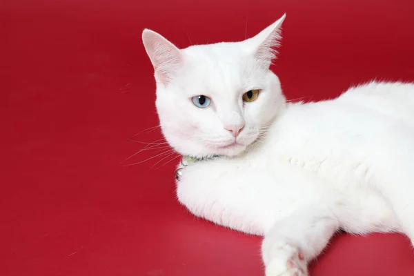 Милий Молодий Білий Кіт Лежить Червоному Тлі — стокове фото