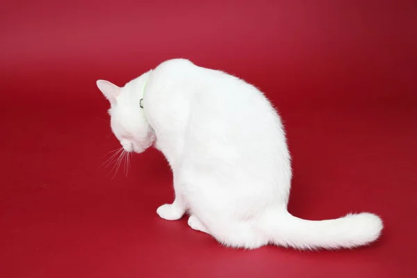 かわいい白い猫が赤い背景に横たわっています — ストック写真