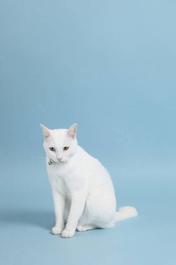 Bluz arka plandaki sevimli beyaz kedi..