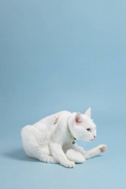 Bluz arka plandaki sevimli beyaz kedi..