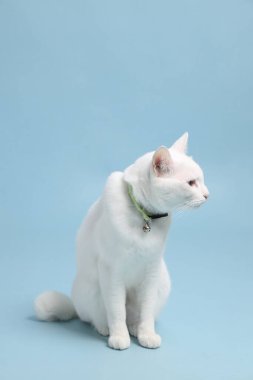 Bluz arka plandaki sevimli beyaz kedi..