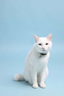 Bluz arka plandaki sevimli beyaz kedi..