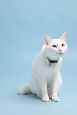 Bluz arka plandaki sevimli beyaz kedi..