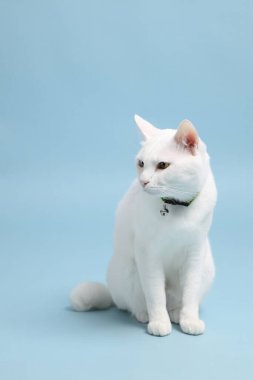 Bluz arka plandaki sevimli beyaz kedi..