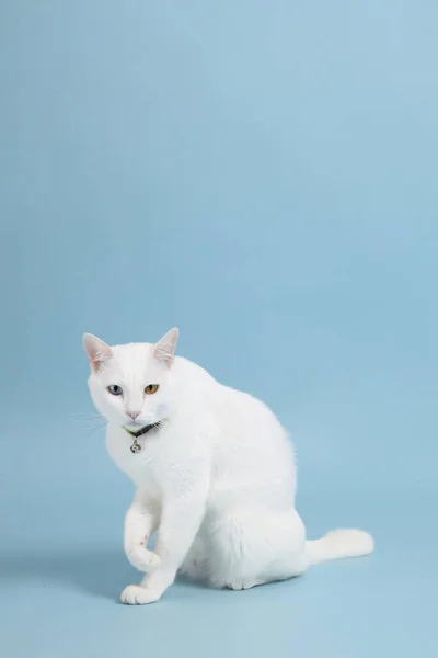Симпатичная Белая Кошка Размытом Фоне — стоковое фото