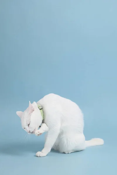 Bluz Arka Plandaki Sevimli Beyaz Kedi — Stok fotoğraf