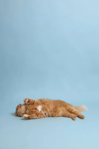 Милый Рыжий Кот Лежащий Синем Фоне — стоковое фото