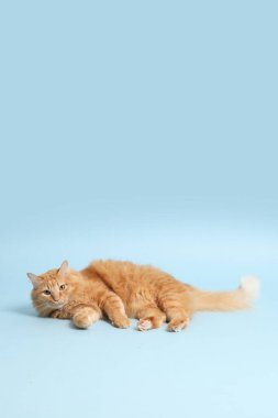 Mavi arka planda yatan sevimli kızıl kedi..